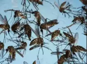 Madras HC Orders State-Wide Survey for Mosquito Breeding Hotspots