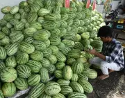 Madurai's Summer Heat and Election Campaigns Fuel Demand for Seasonal Refreshments