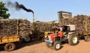 Maharashtra Sets Up Nine-Member Panel to Address Sugar Industry Crisis