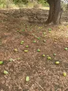 Mango Growers Seek Compensation for Unseasonal Rain Losses in Marathwada