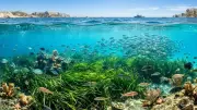 Marseille's Seagrass Revival: A Marine Resilience Success Story