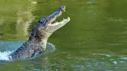 Massive 12-Foot Nile Crocodile Caught on Camera Entering Hotel Kitchen in Zimbabwe