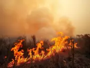 Massive Fire Destroys 300 Bighas of Wheat Crops in Gaya Village, Affects 200 Families