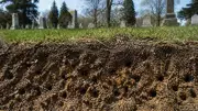 Massive Underground Bee City Discovered Beneath New York Cemetery