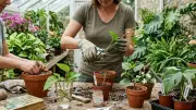Master Plant Propagation: Grow New Plants from Stem Cuttings Successfully