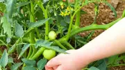 Master Tomato Gardening: Optimal Timing, Soil Mix & Expert Growth Tips