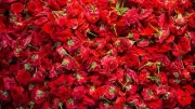 Mastering Rose Planting in India: Timing for Maximum Blooms