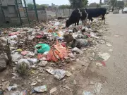 MCG Hires Private Agency for Gurgaon Waste Transport to Bandhwari Landfill