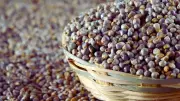 Millets May Combat Hidden Hunger: Study Shows Nutrient Boost Beyond Supplements