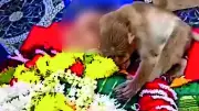 Monkey's Heartbreaking Vigil for Elderly Woman Who Fed It Goes Viral