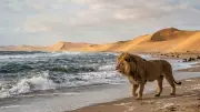 Namibia's Skeleton Coast Lions Adapt to Marine Diet Due to Climate Change