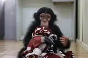 Nandankanan Zoo Successfully Hand-Rears Abandoned Chimpanzee Infant Suraj