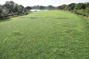 Nashik Municipal Corporation to Outsource Water Hyacinth Removal from Godavari River