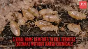 Natural Termite Control: 5 Viral Home Remedies to Protect Your Wood Without Chemicals