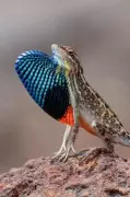 Navi Mumbai Duo Captures Rare Fan-Throated Lizard in Satara