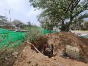 Navi Mumbai Seeks IIT-B Expertise to Save Trees in Sanpada Underpass Project