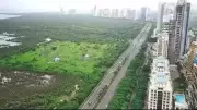 Navi Mumbai Tunnel Road Work Accelerates Amid Tree Transplantation Controversy