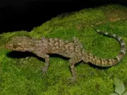 New Gecko Species 'Cyrtodactylus Raimonaensis' Discovered in Assam's Kokrajhar