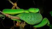 New Venomous Snake Species Huaxi Green Pitviper Discovered in China