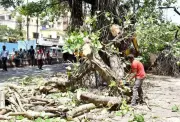 NGT Grants Interim Stay on Tree Felling in Nashik Until April 28