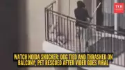 Noida Dog Abuse Case: Viral Outrage Leads to Rescue, Sparks Pet Ownership Debate