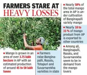 North Andhra Mango Crop Drops Over 60% Due to Erratic Weather