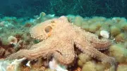 Octopuses Use 'Taste by Touch' to Find Mates in Dark Ocean Depths