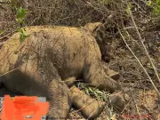 Odisha Elephant Dies After Consuming Explosive Bait Bomb, Poachers Hunted
