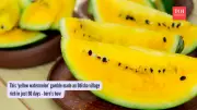 Odisha Village Earns Lakhs Growing Exotic Yellow Watermelons