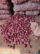 Onion price crash in North Karnataka pushes farmers into crisis