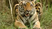 Palamu Tiger Reserve: Railway Stations and Tracks to be Relocated for Wildlife Safety