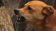 Panchkula Dog Bite Victims Denied Compensation Due to Incomplete Medical Reports