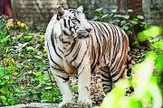 Patna Zoo's Major Animal Exchange to Boost Genetic Diversity and Visitor Appeal