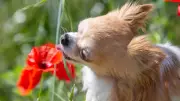Pet-Safe Bouquets: Avoid These Toxic Flowers That Can Harm Your Cats and Dogs