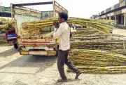 Pilibhit Sugar Mills Close Season, Leaving Rs 309 Crore Cane Arrears Unpaid