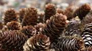 Pinecones: The Natural, Budget-Friendly Secret to a Fresh-Smelling Bathroom
