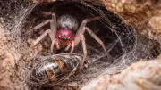 Pink Floyd Spider: Tiny Urban Hunter Captures Prey Six Times Its Size