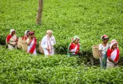 PM Modi Engages with Women Tea Garden Workers in Assam's Dibrugarh Ahead of Polls