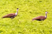 PM Modi Praises Great Indian Bustard Conservation as 3 New Chicks Hatch