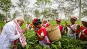 PM Modi's Assam Visit: Tea Plucking, Economic Promises, and BJP's Hat-Trick Goal