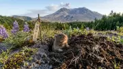 Pocket Gophers Helped Restore Mount St. Helens After 1980 Eruption