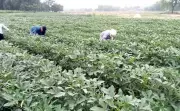 Prayagraj Sees 11,136 Farmers Adopt Organic Farming in Ganga Proximity