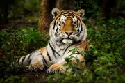 Probes into 88 tiger deaths face administrative burial