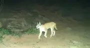 Project Caracal Launched in Rajasthan to Study Elusive Wild Cat Species