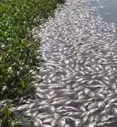 Pune Civic Body Launches Probe After Mass Fish Deaths in Pashan Lake