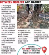 Pune Municipal Corporation Launches Survey After Fatal Tree Incident