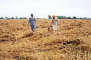 Punjab Seeks Wheat Procurement Norms Relaxation, Citing Rajasthan Precedent