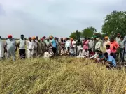Punjab Wheat Crop Ravaged by Hailstorm, Farmers Demand Compensation