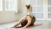 Puppy Yoga: The Therapeutic Wellness Trend Blending Mindfulness with Animal Companionship