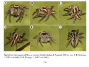 Rajasthan Emerges as Arachnid Hotspot with New Spider Species Discoveries